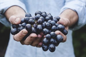 Bloom grapes