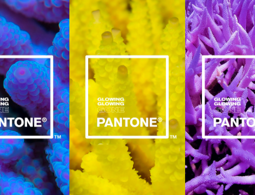 Adobe y Pantone unidos creando una paleta de colores